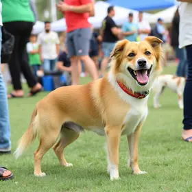 feira de adoção de cães